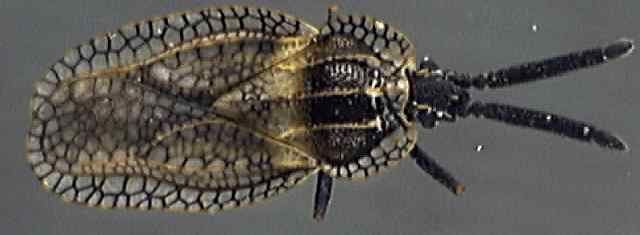 Dictyonota strichnocera